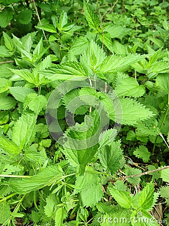 Nettle grass in the forest close up Stock Photo