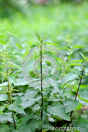 Nettle with green leaves Stock Photo