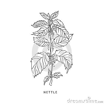 Nettle Hand Drawn Realistic Sketch Vector Illustration