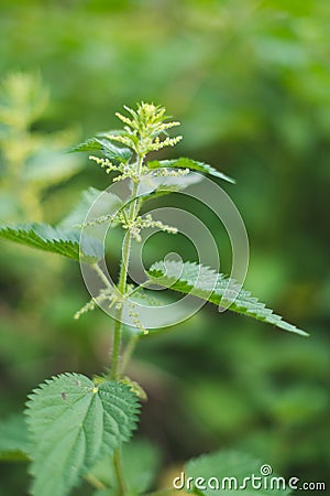 Nettle herb Stock Photo