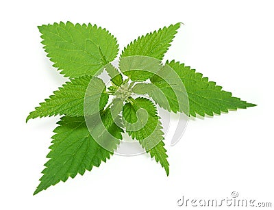 Nettle Stock Photo