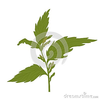 Nettle. Lamium album, commonly called white nettle or white dead-nettle, dead nettle. Cartoon Illustration