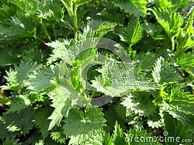 Nettle leaves background. Medicinal plant. Close-up Stock Photo