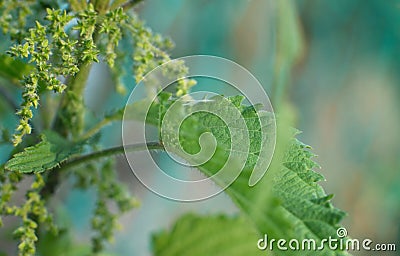 Nettle leaves closeup. Medicine plant. Nature Stock Photo