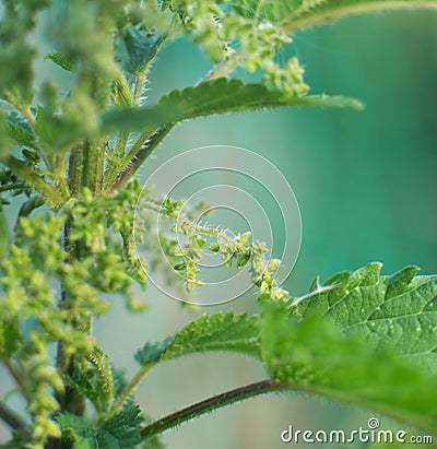 Nettle leaves closeup. Medicine plant. Nature Stock Photo