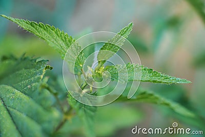 Nettle leaves closeup. Medicine plant. Nature Stock Photo