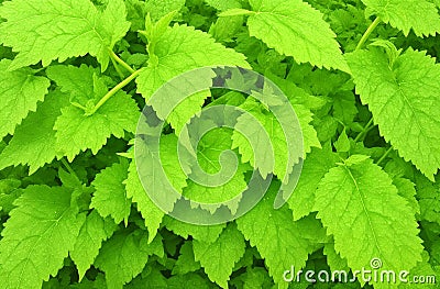Nettle leaves on natural background Stock Photo