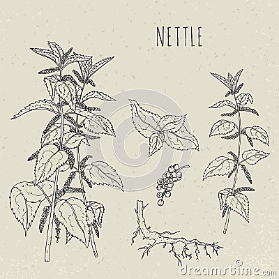 Nettle medical botanical isolated illustration. Plant, leaves, root, flowers hand drawn set. Vintage sketch. Vector Illustration