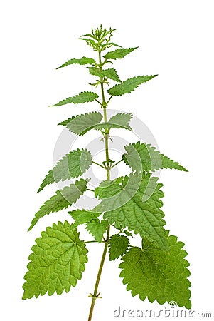 Nettle plant Stock Photo