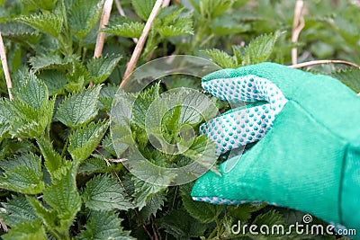 Nettle plant Stock Photo