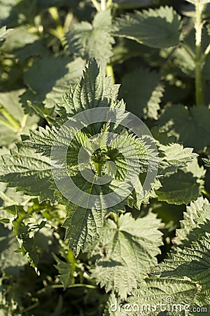 Nettle plant Stock Photo