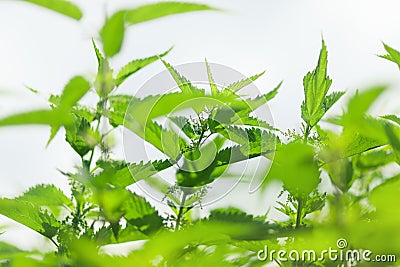 Nettle plant closeup Stock Photo