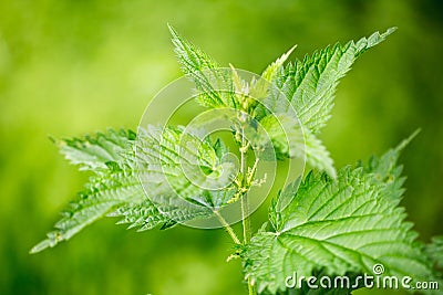 Nettle plant in the field Stock Photo