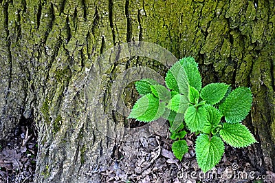 Nettle plant Stock Photo