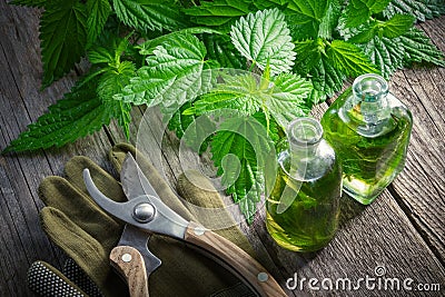 Nettle plant, healthy infusion or oil bottle, gloves and garden pruner. Top view. Stock Photo