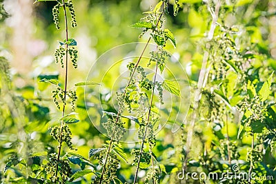 Nettle plants in wild nature Stock Photo