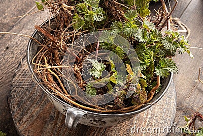 Nettle roots ollected in early spring - ingredient to prepare herbal tincture Stock Photo