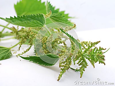 Nettle Stock Photo