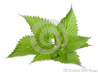 Nettle Stock Photo