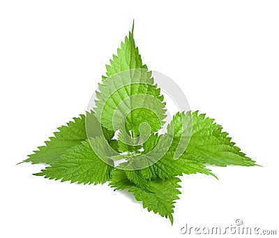 Nettle Stock Photo