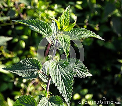 Nettle,Stinging nettle Stock Photo