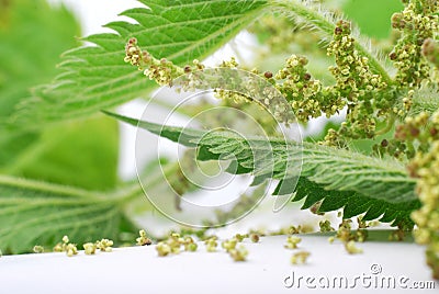 Nettle Stock Photo