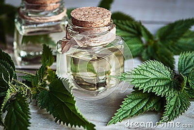 Nettle tincture in glass bottles, Urtica dioica fresh leaves on wooden table Stock Photo
