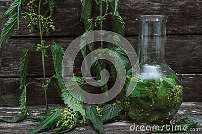 Nettle tincture. Stock Photo