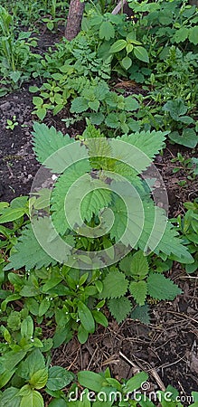 Nettle, top view, shallow dof Stock Photo