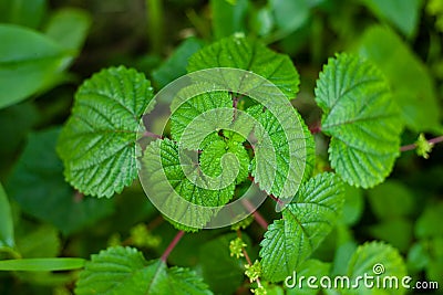 Nettle tree or Bechuti leaves are very itchy when applied Stock Photo