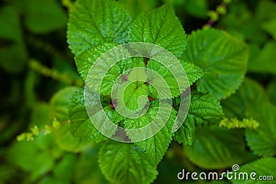 Nettle tree or Bechuti leaves are very itchy when applied Stock Photo