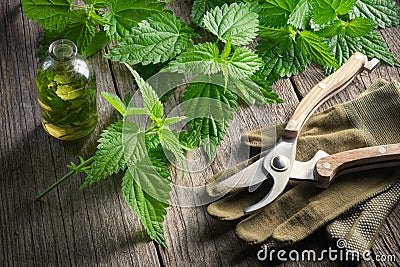 Nettle twigs, healthy infusion or oil bottle, gloves and garden pruner. Stock Photo