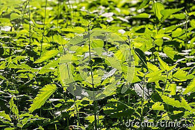 The nettle, Urtica dioica, with green leaves grows in natural thickets. Medicinal wild plant nettle. Nettle grass with fluffy Stock Photo