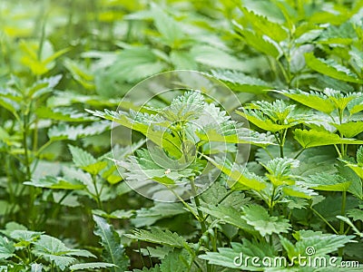 The nettle, Urtica dioica, with green leaves grows in natural thickets. Medicinal wild plant nettle. Nettle grass with fluffy Stock Photo