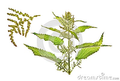 Nettle, Urtica L. Stock Photo