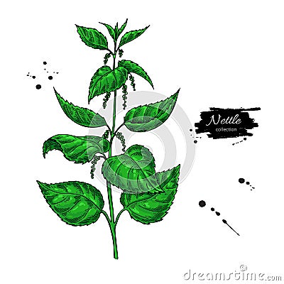 Nettle vector drawing. Isolated medical plant with leaves. Herb Vector Illustration