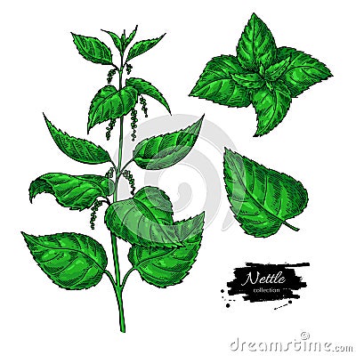 Nettle vector drawing. Isolated medical plant with leaves. Herb Vector Illustration