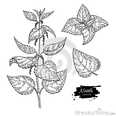 Nettle vector drawing. Isolated medical plant with leaves. Herbal engraved style illustration. Detailed Vector Illustration