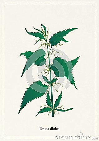 Nettle on a white background Vector Illustration