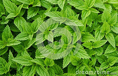 Nettles background Stock Photo