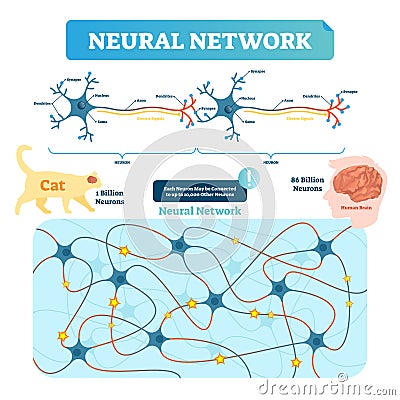 Neural network vector illustration. Neuron structure and net diagram. Vector Illustration