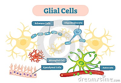 Nervous system Glial cells vector illustration schematic diagram. Vector Illustration