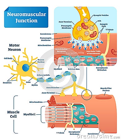 Neuromuscular junction vector illustration scheme. Labeled cell infographic Vector Illustration