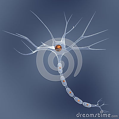 Neuron Stock Photo