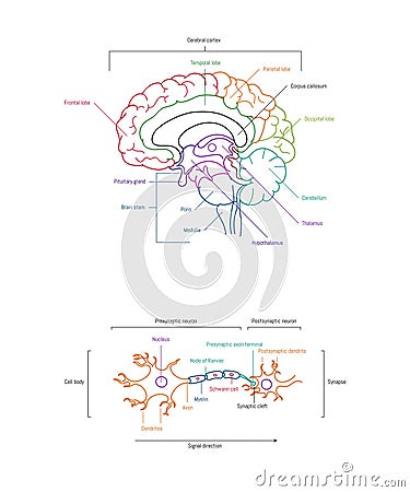 Neuron anatomy. Axons, dendrites, cell body, myelin and synaptic cleft. Neuroscience infographic on white background Vector Illustration