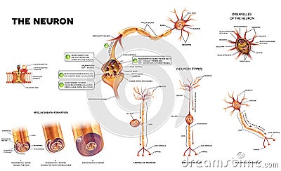 The neuron anatomy poster Vector Illustration