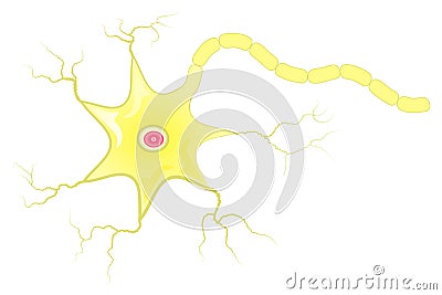 Neuron cell with axon vector illustration Vector Illustration