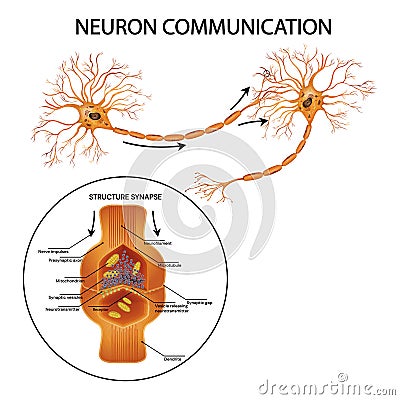 Neuron communication. Transmission of the nerve signal between two neurons.Vector illustration. Cartoon Illustration