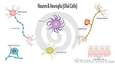 neuron and glial cells vector illustration diagram Vector Illustration