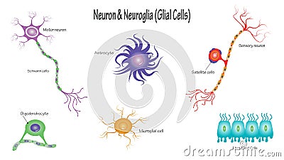 neuron and glial cells vector illustration diagram Vector Illustration
